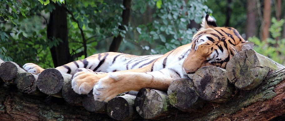 Tigre indienne